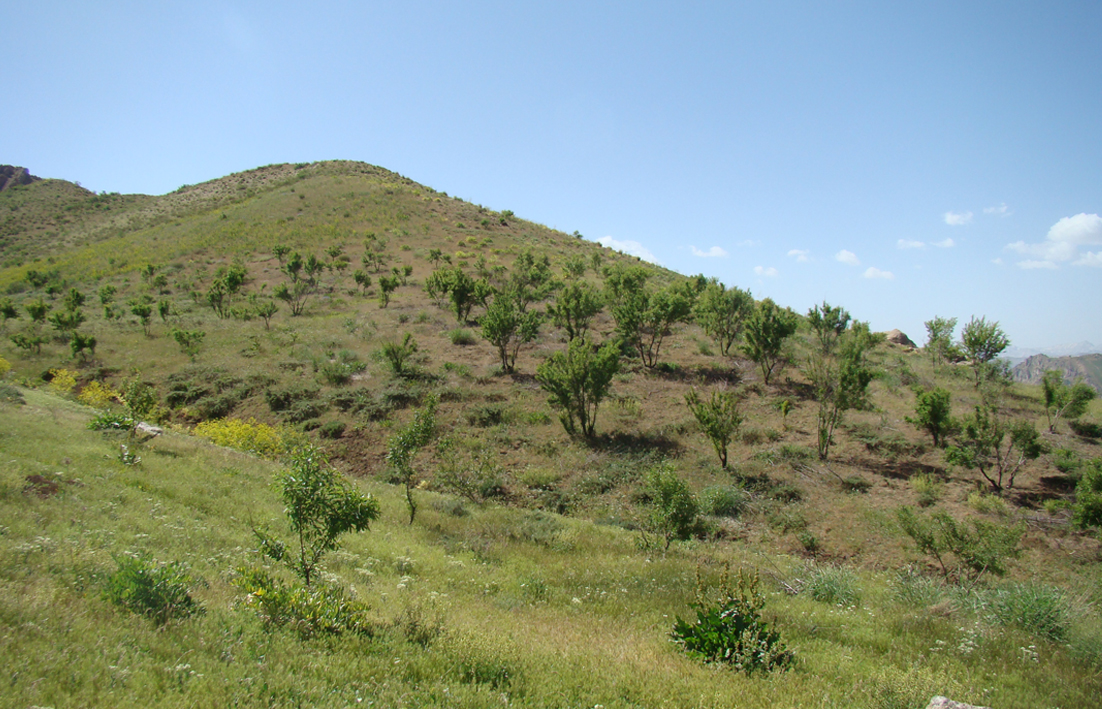 گالری جنگل